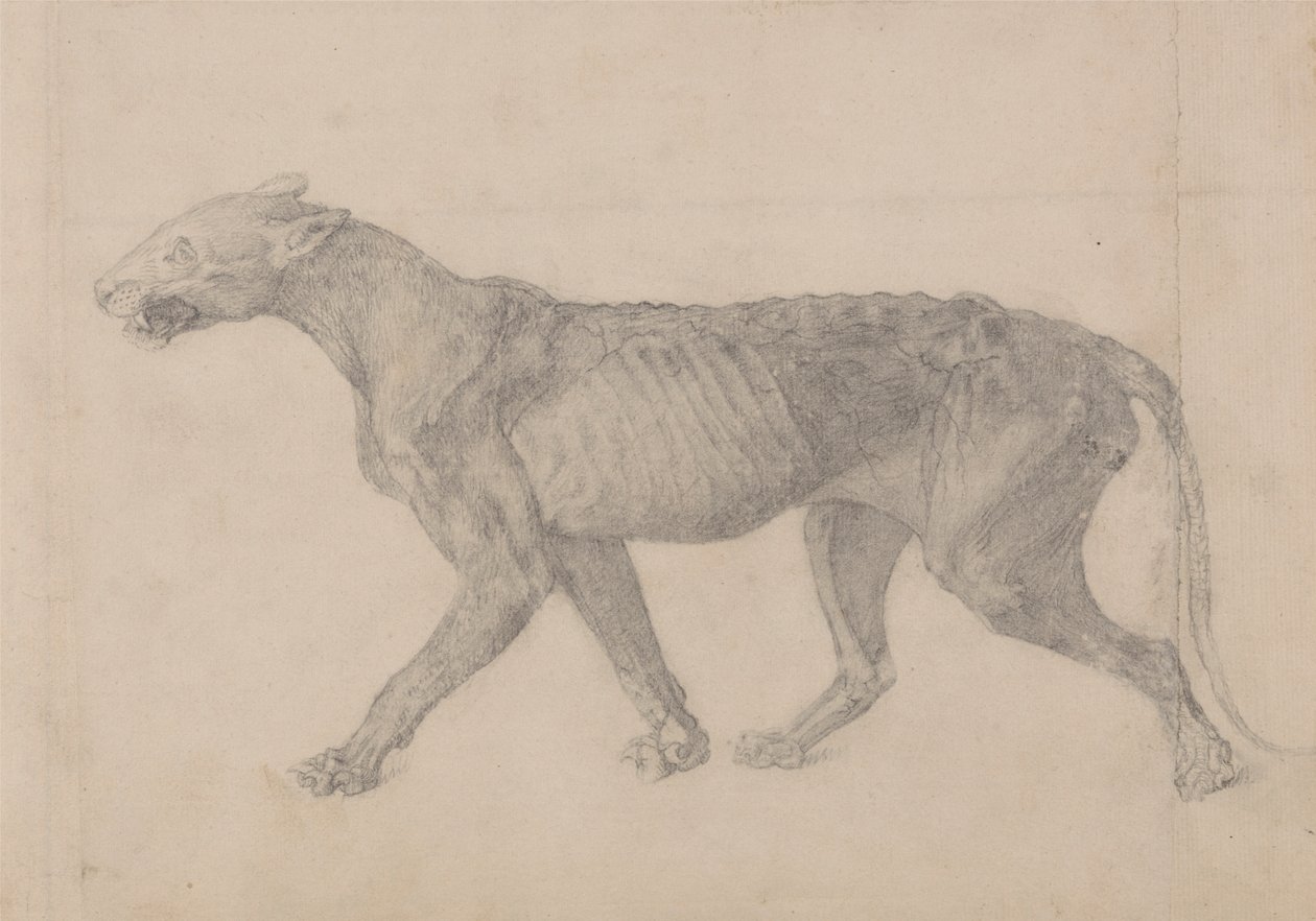 Tigerkörper, Seitenansicht (Erste von neun Zeichnungen eines anderen Tigerexemplars) von George Stubbs