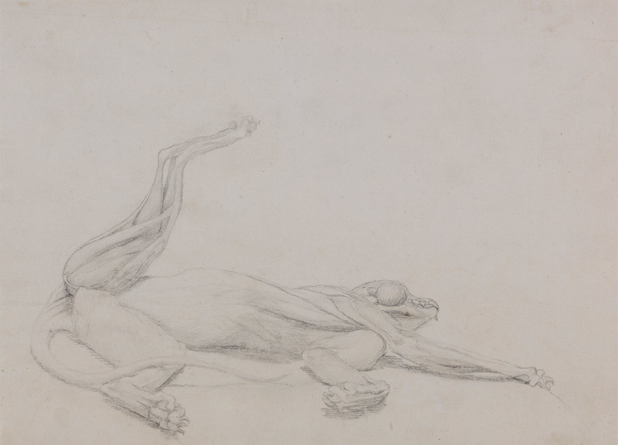Tigerkörper, liegend, ventral betrachtet von George Stubbs