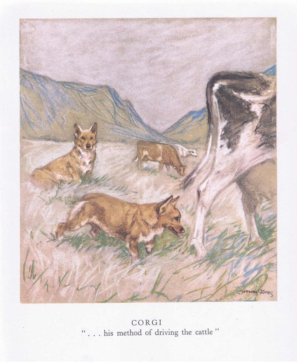 Corgi von George Vernon Stokes