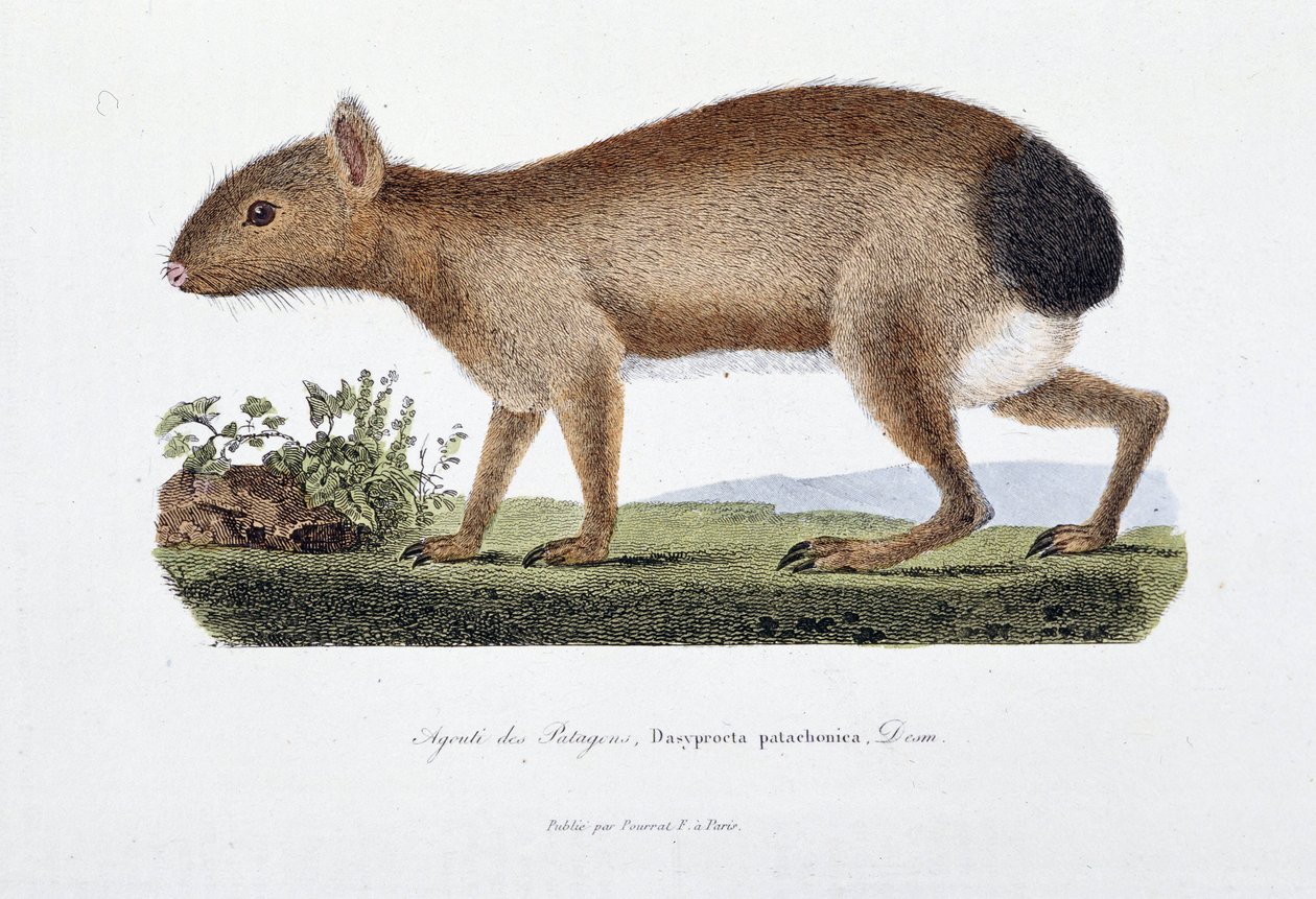 Naturgeschichtliche Tafel: Zoologische Tafel, die den Agouti des Patagons, Dasyprocta patachonica darstellt - in „Gesammelte Werke von Buffon“ von Naturforscher Georges Louis Leclerc, Graf von Buffon (1707 - 1788). Gravur von 1837 von Georges Louis Leclerc