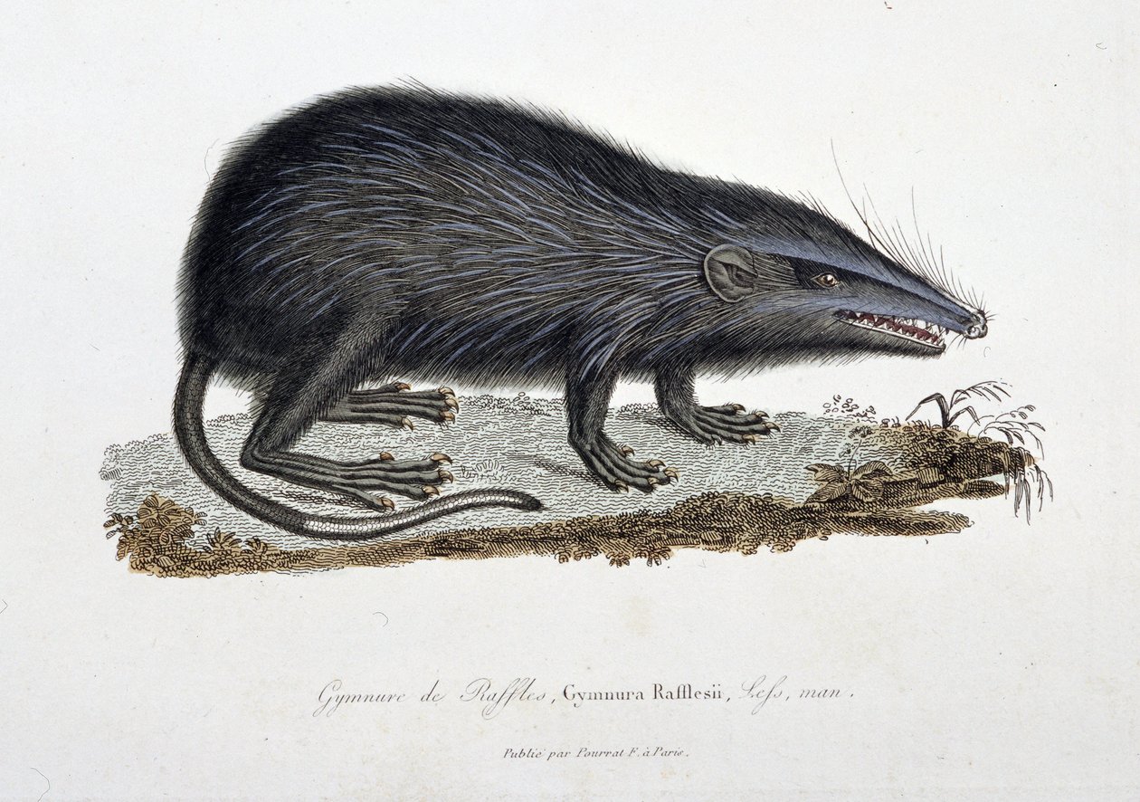 Naturgeschichtliche Tafel: Zoologische Darstellung des Gymnure von Raffles, Gymnura Rafflesii, Lefs, Mann - in „Komplettwerke von Buffon“ von Naturforscher Georges Louis Leclerc, Graf von Buffon (1707 - 1788). Gravur von 1837 von Georges Louis Leclerc
