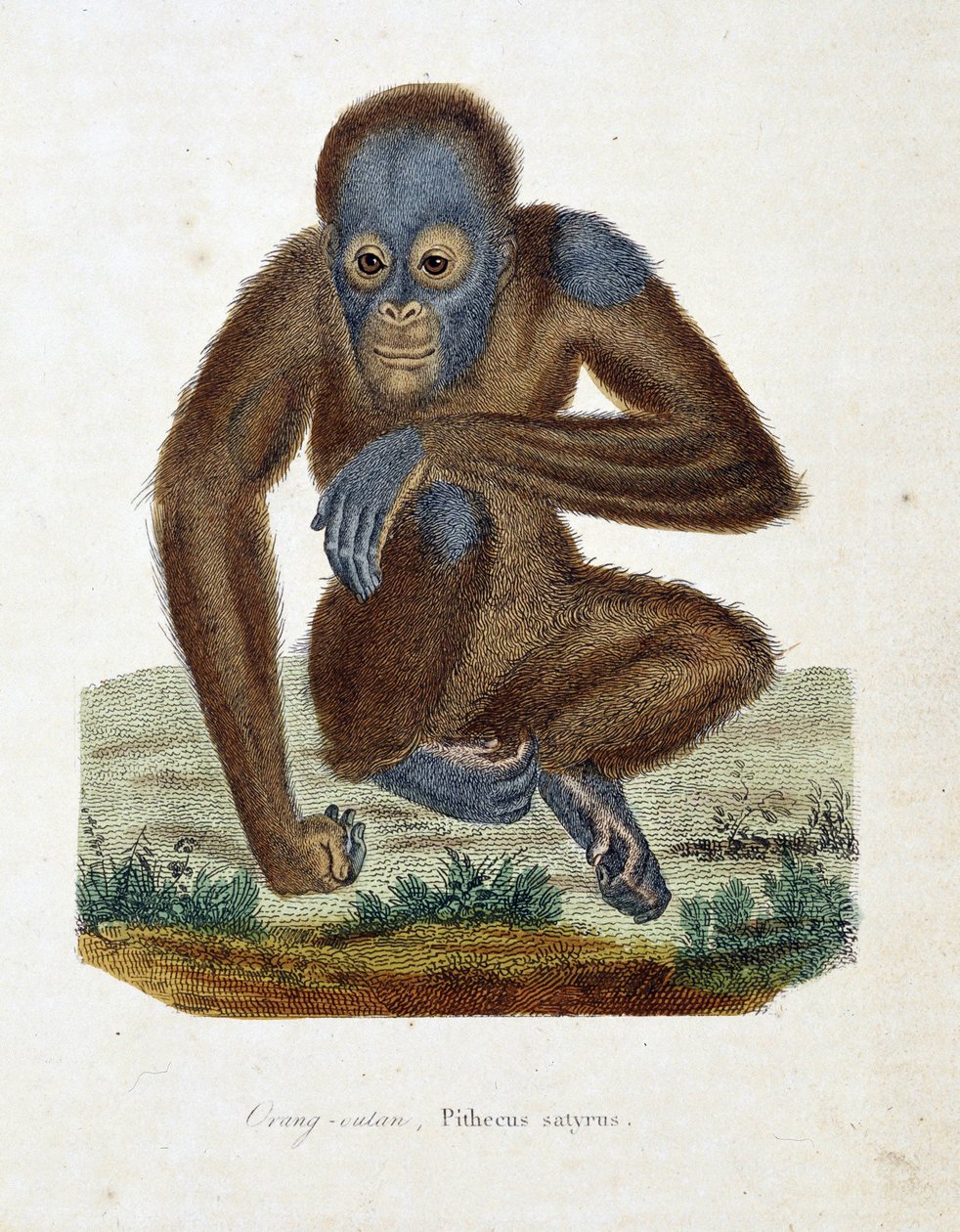 Naturgeschichtstafel: Zoologische Tafel, die den Orang-Utan (Orang-Utan, Orang-Outang, Orang-Utang), Pithecus satyrus darstellt - in „Complete Works of Buffon“ von Naturforscher Georges Louis Leclerc, Graf von Buffon (1707-1788). Gravur von 1837 von Georges Louis Leclerc