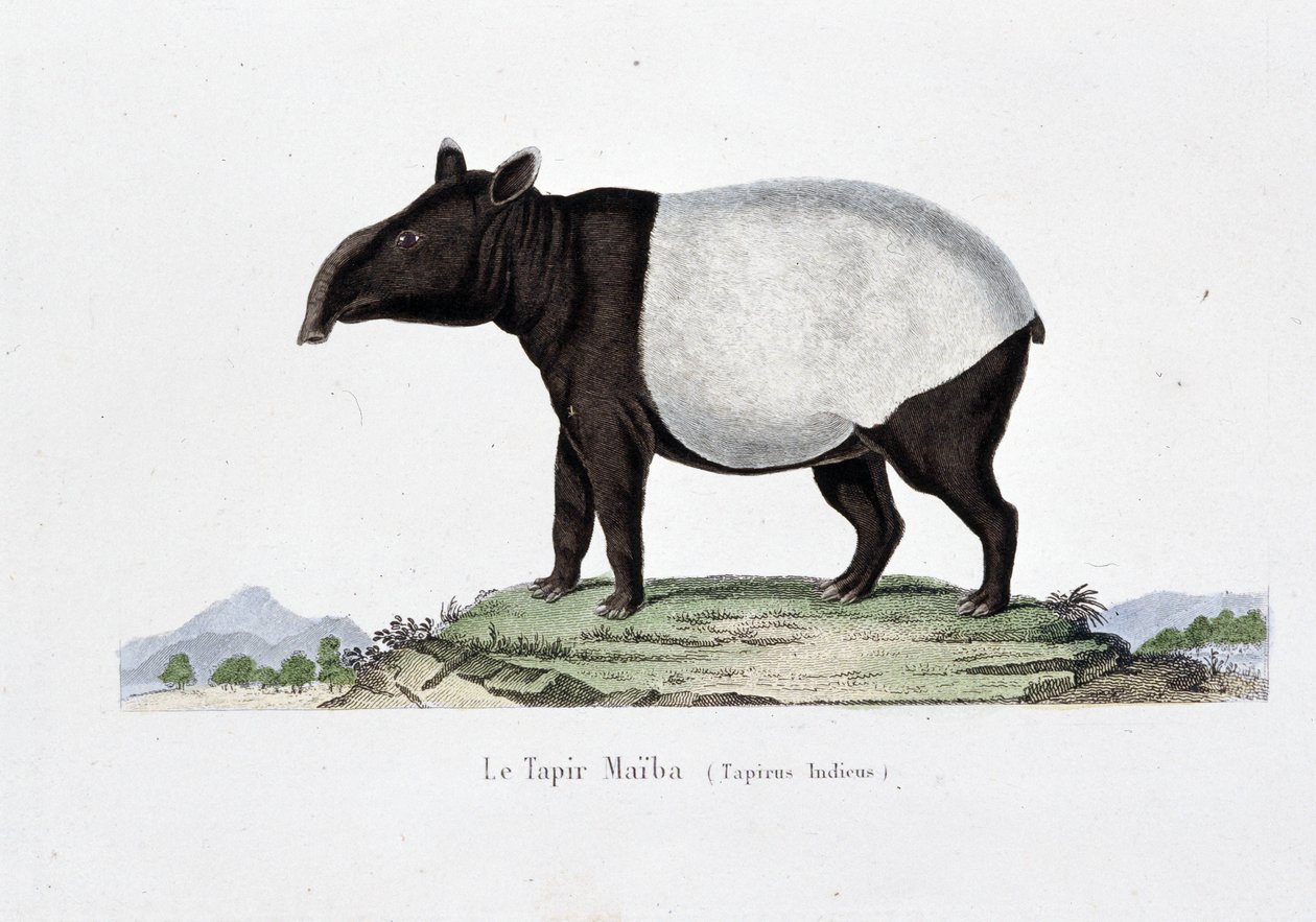 Naturgeschichtliche Tafel: Zoologische Tafel, die den Tapir Maiba (Tapirus Indicus) darstellt - in "Werke von Buffon" von Naturforscher Georges Louis Leclerc, Graf von Buffon (1707-1788). Gravur von 1837. von Georges Louis Leclerc