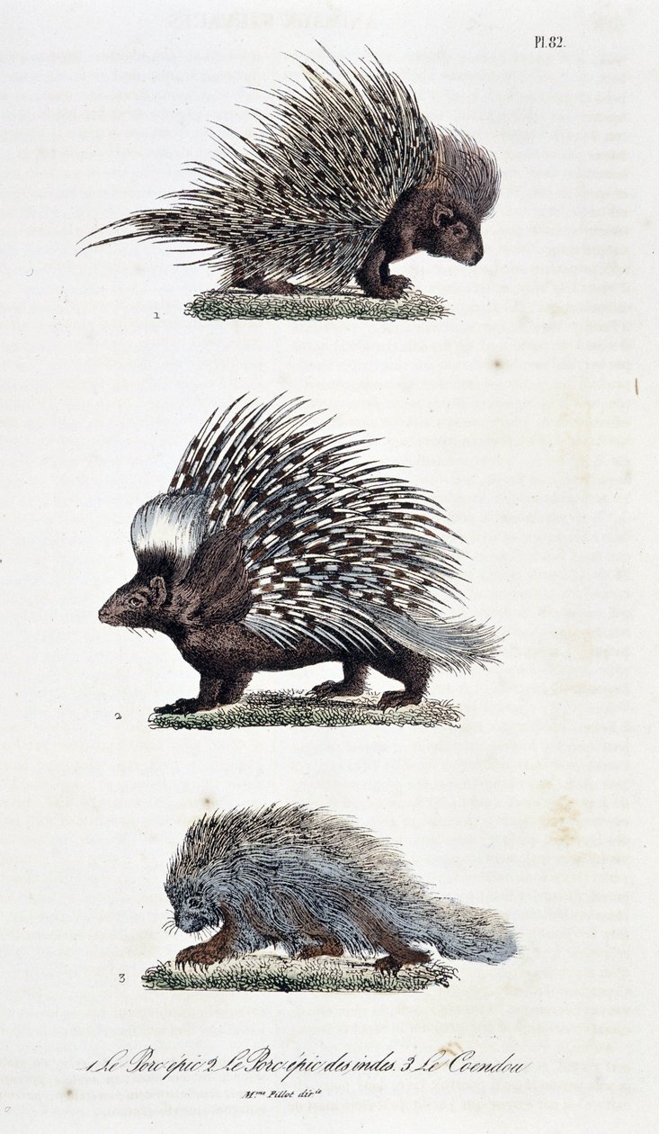Naturgeschichtliche Tafel: Zoologische Darstellung 1. Das epische Schwein, 2. Das epische Schwein von Indien und 3. Le Coendou - in „Komplettwerke von Buffon“ von Naturforscher Georges Louis Leclerc, Graf von Buffon (1707 - 1788). Gravur von 1837 von Georges Louis Leclerc