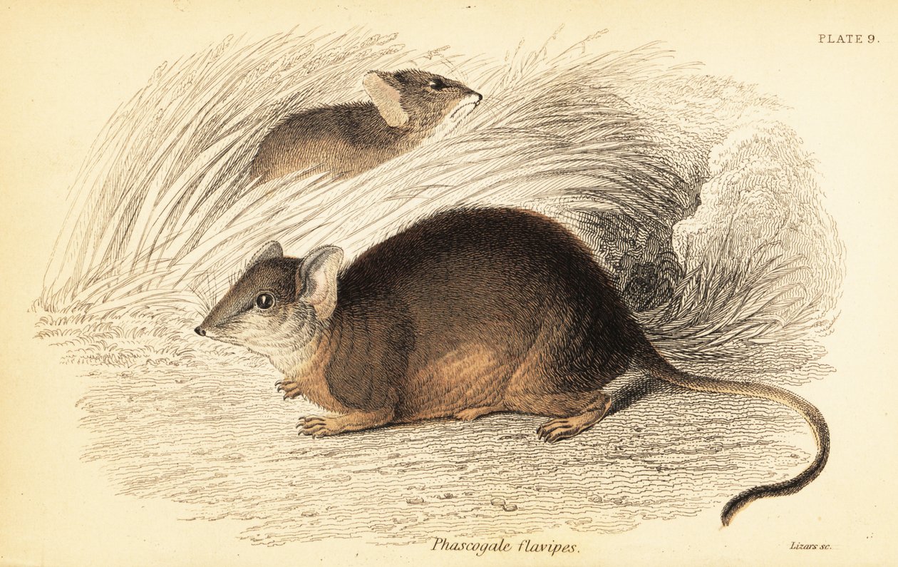 Mardo oder Gelbfuß-Ameisenbeutler, Antechinus flavipes, 1841 (Gravur) von Georges Robert Waterhouse