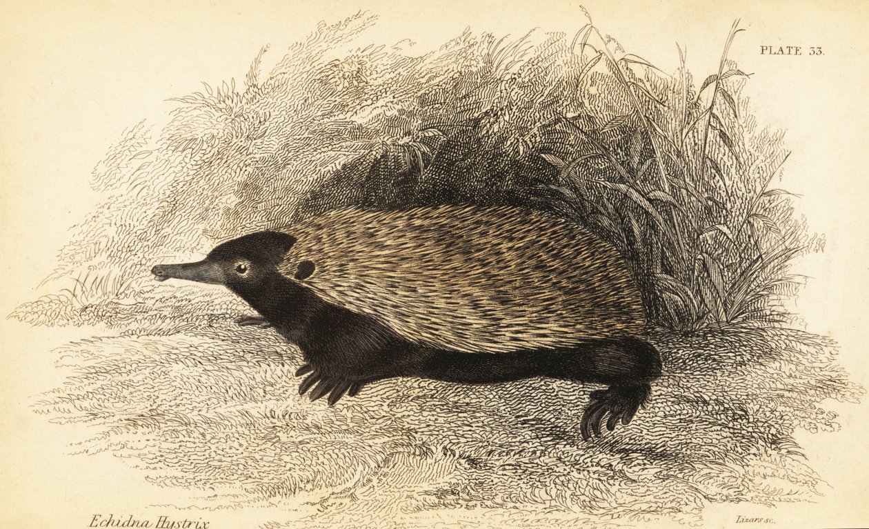 Kurzschnabeligel, Tachyglossus aculeatus von Georges Robert Waterhouse