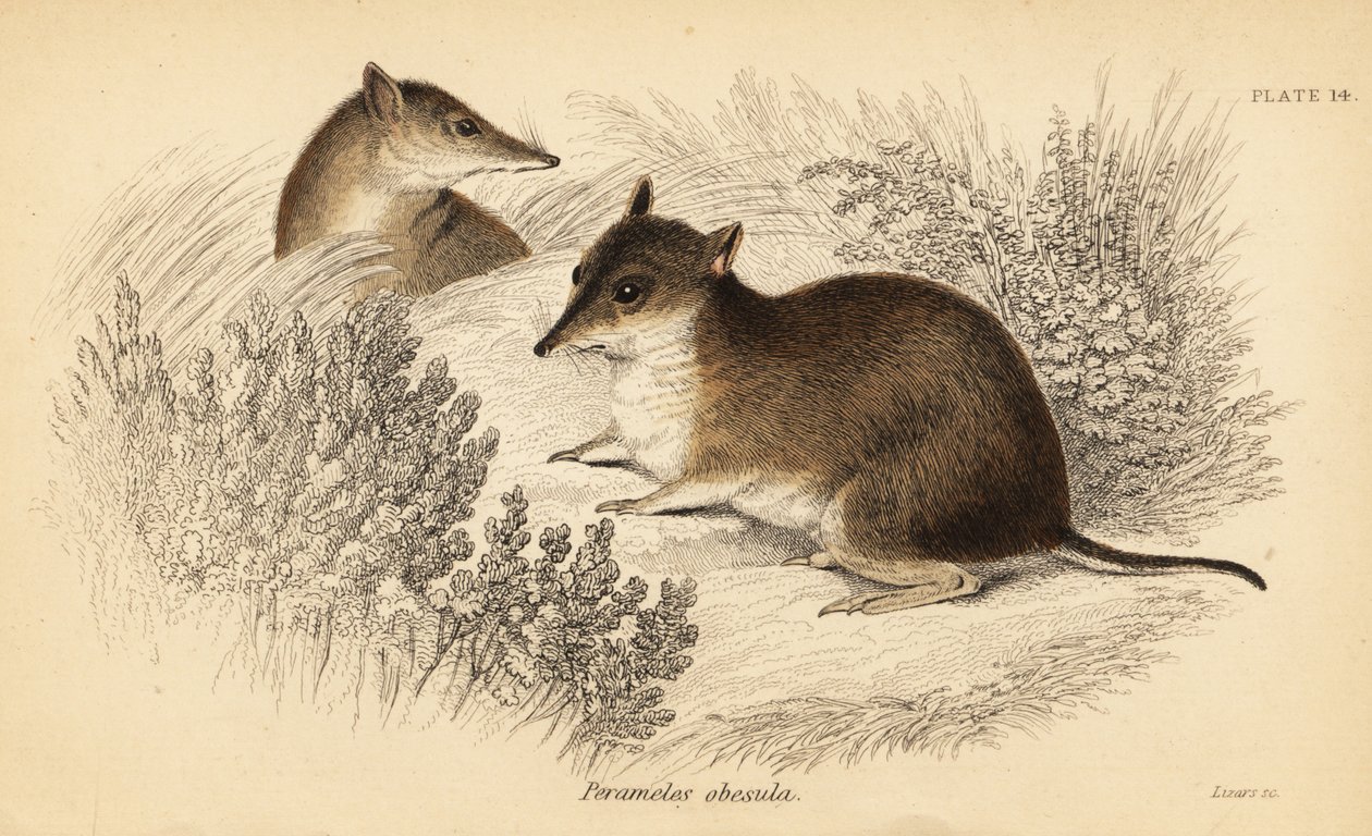 Südlicher brauner Bandicoot, Isoodon obesulus. Gefährdet (Kupferstich) von Georges Robert Waterhouse