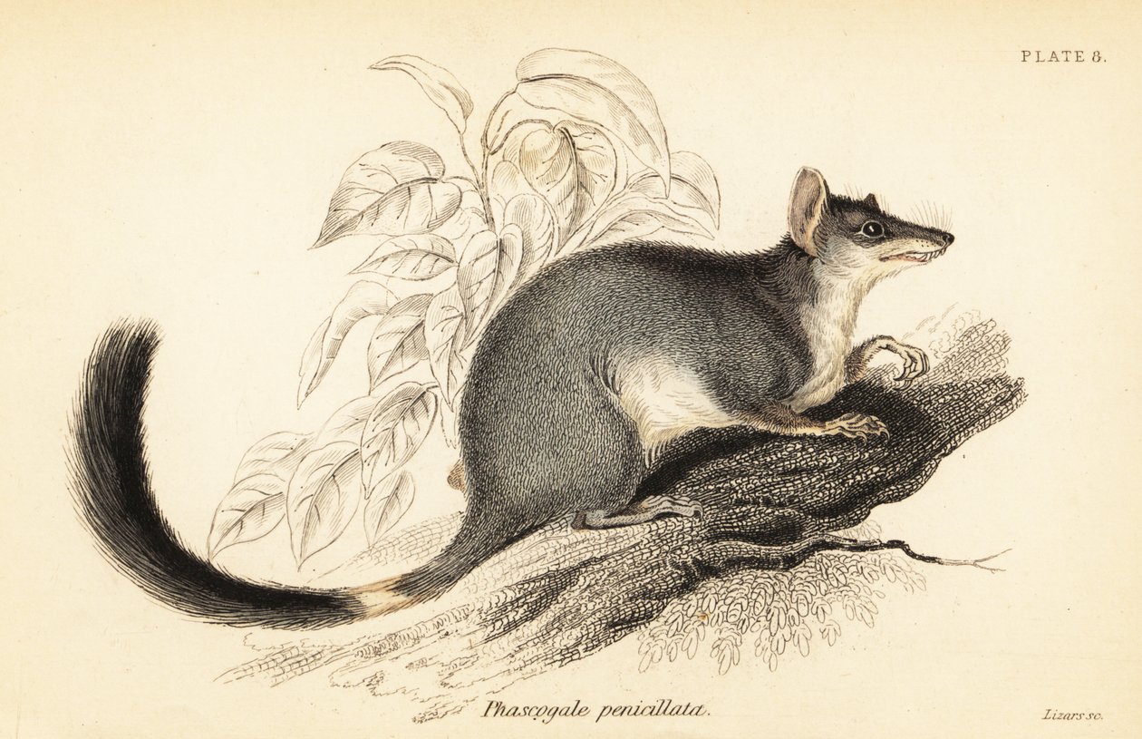 Tuan oder Gemeiner Wambenger, Phascogale tapoatafa, 1841 (Gravur) von Georges Robert Waterhouse