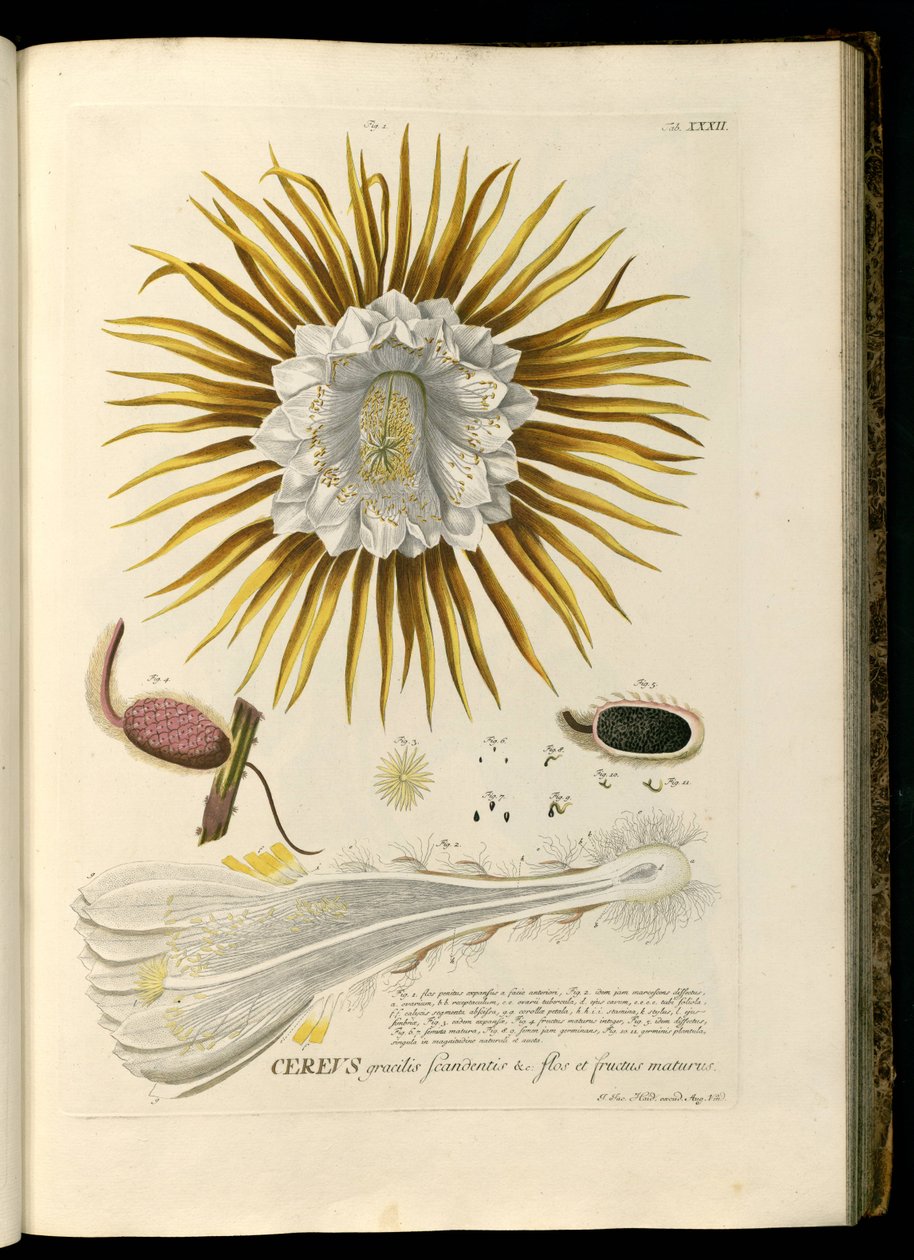 Selenicereus grandiflorus von Georg Dionysius Ehret
