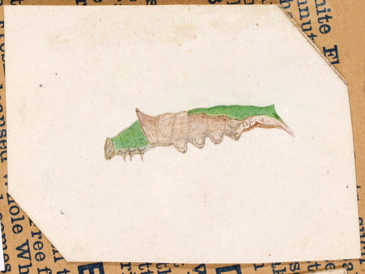 Eichenblatt-Randraupe..., frühes 20. Jahrhundert von Gerald H. Thayer