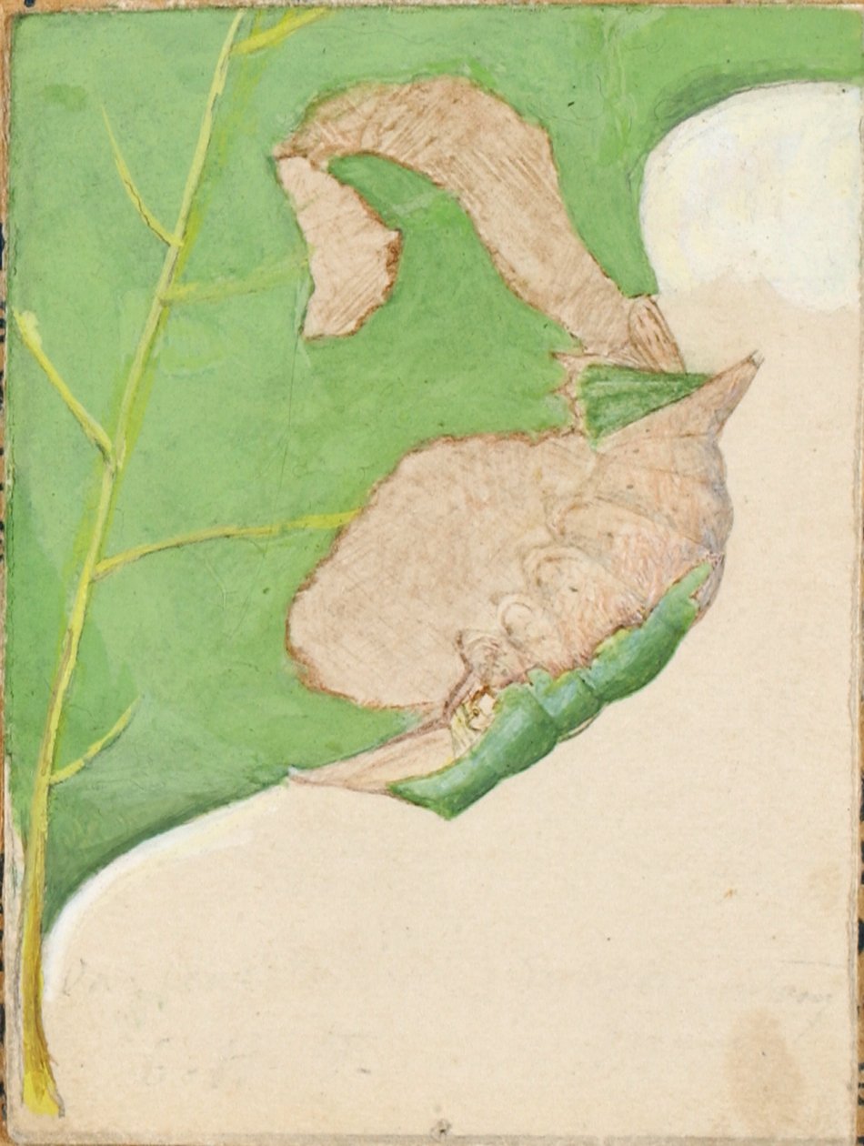 Eichenblatt-Randraupe, frühes 20. Jahrhundert von Gerald H. Thayer
