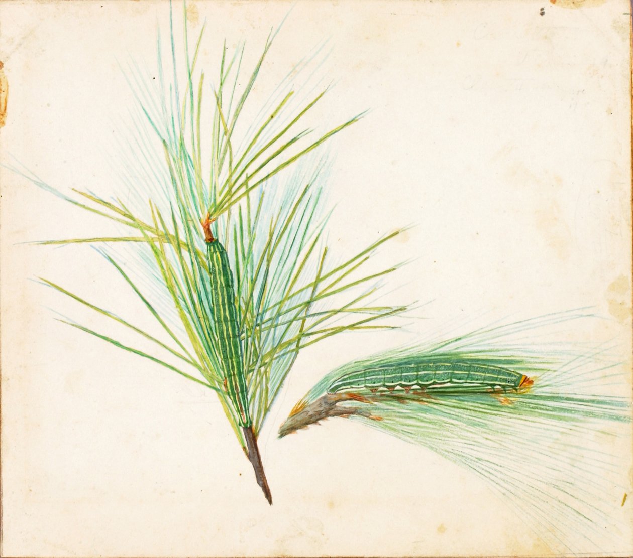 Kiefernbüschel-Raupe, frühes 20. Jahrhundert von Gerald H. Thayer