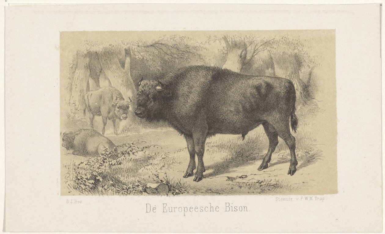 Europäischer Bison von Gerardus Johannes Bos