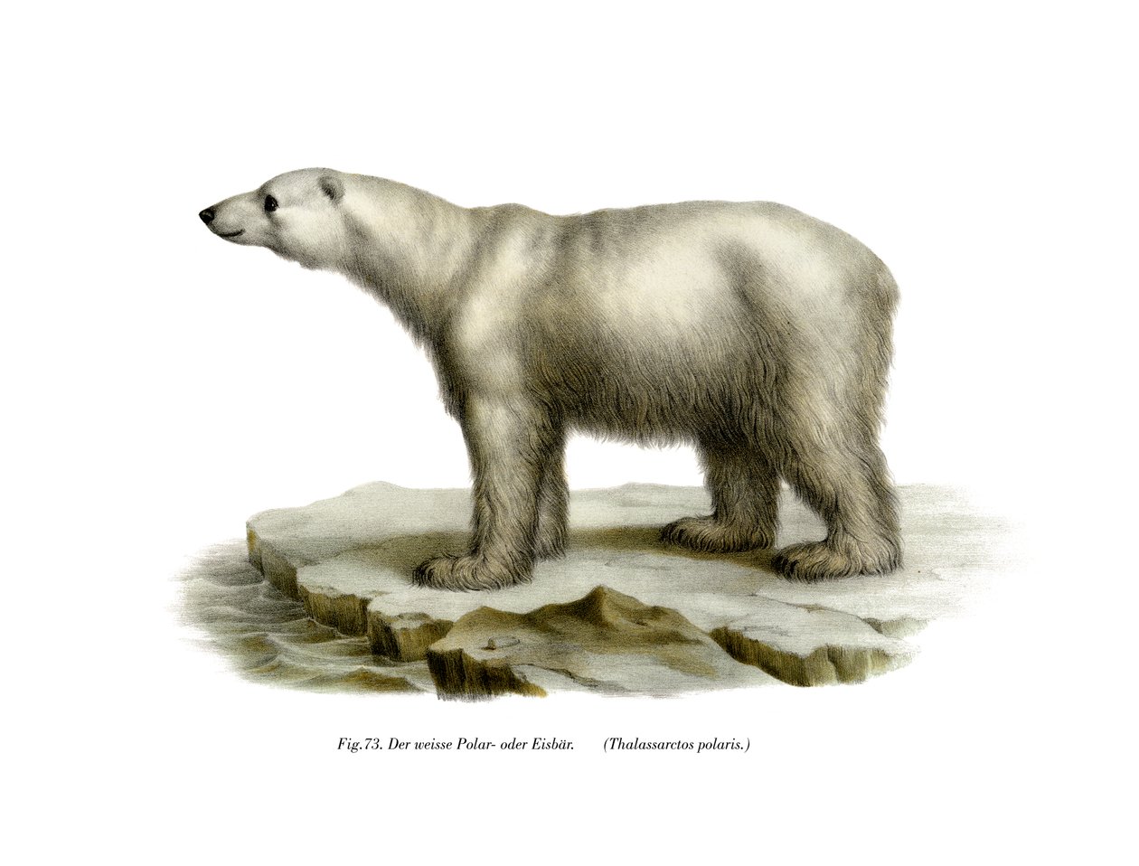 Eisbär, 1860 von German School