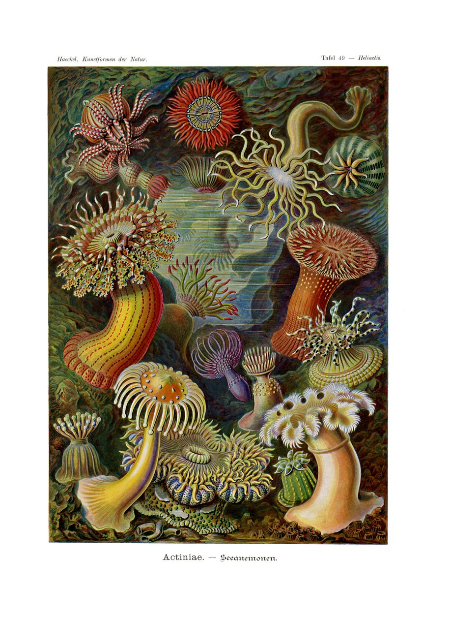 Actiniae oder Actiniaria von German School