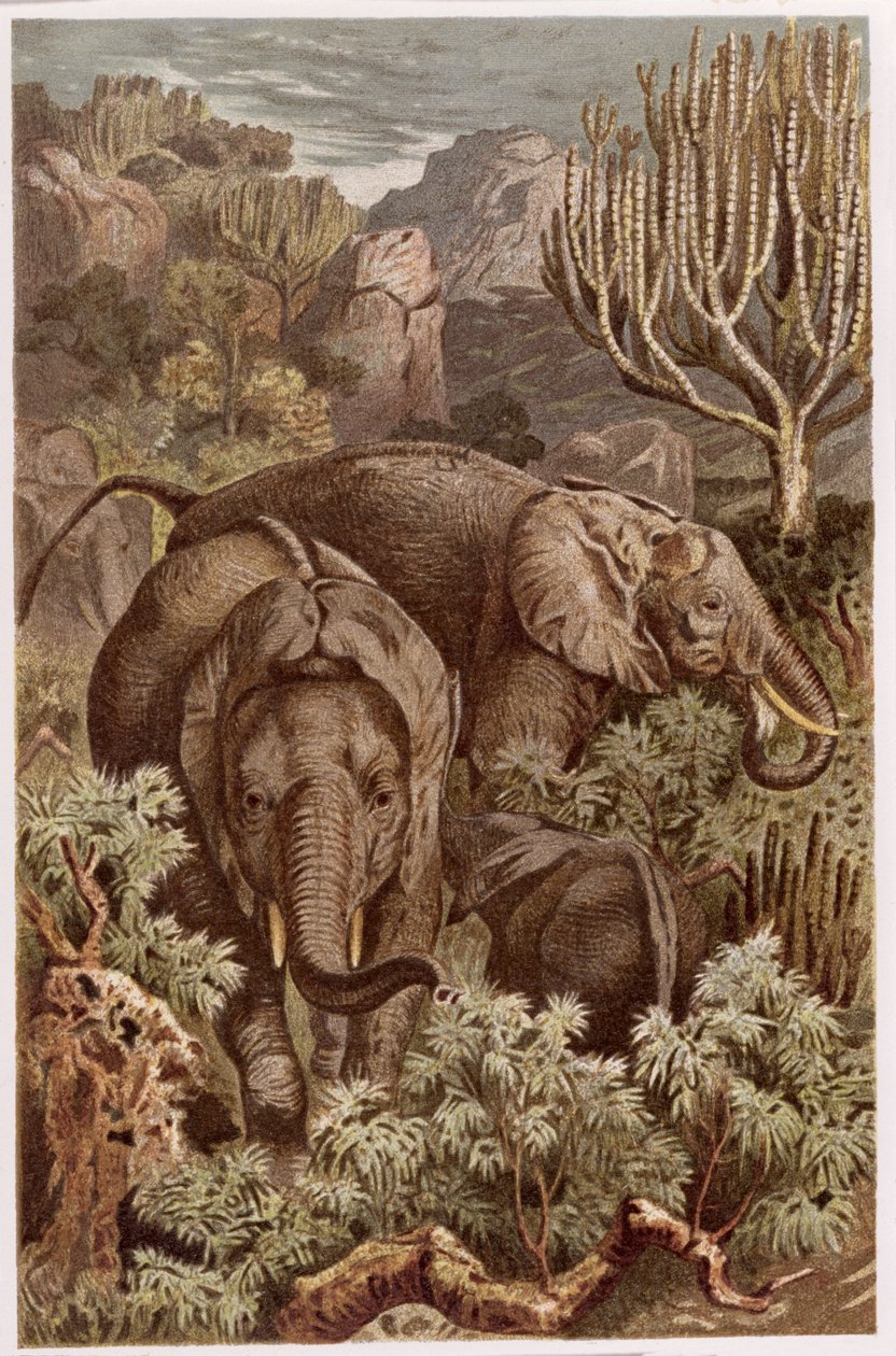 Afrikanischer Elefant, Tafel aus Brehms Tierleben: Allgemeine Kunde des Tierreichs, Bd. 3, S. 9, veröffentlicht vom Bibliographischen Institut, 1891 von German School