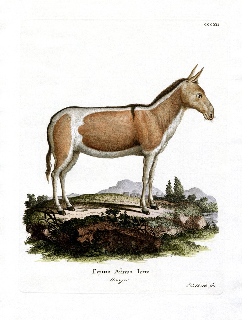 Afrikanischer Wildesel von German School