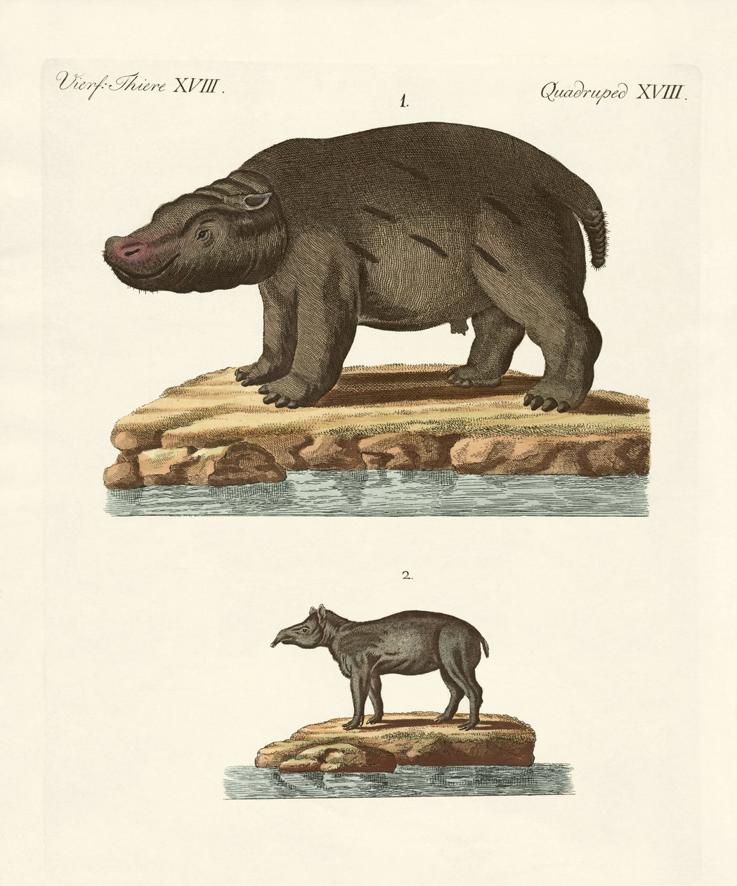 Tiere aus heißen Ländern von German School