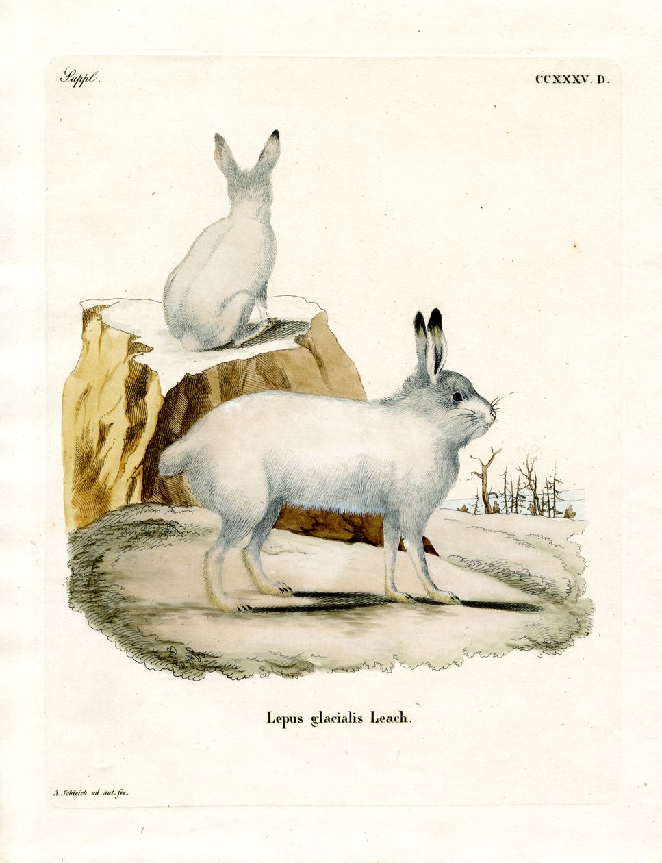 Arktischer Hase von German School