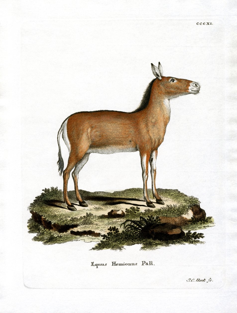 Asiatischer Wildesel von German School