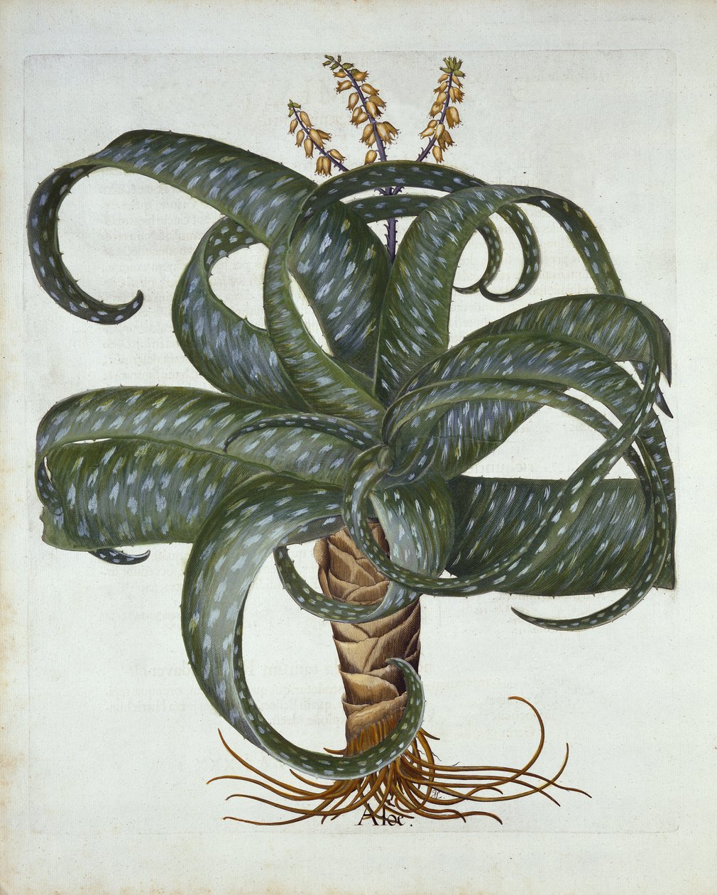 Barbados-Aloe, aus Hortus Eystettensis, von Basil Besler, veröffentlicht 1613 von German School