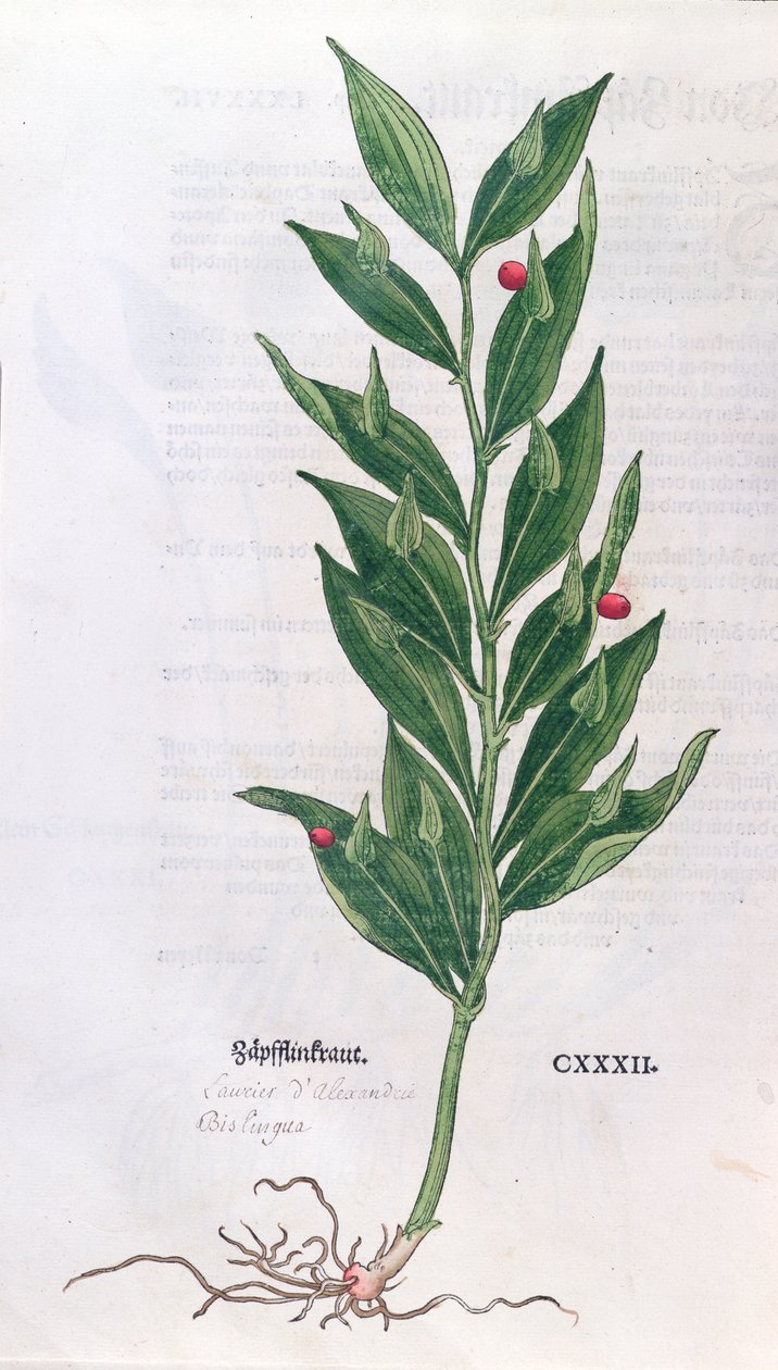 Lorbeerbaum, Illustration für Das Kräuterbuch von Leonhart Fuchs (1501-66), veröffentlicht in Basel, 1555 (Farbgravur) von German School