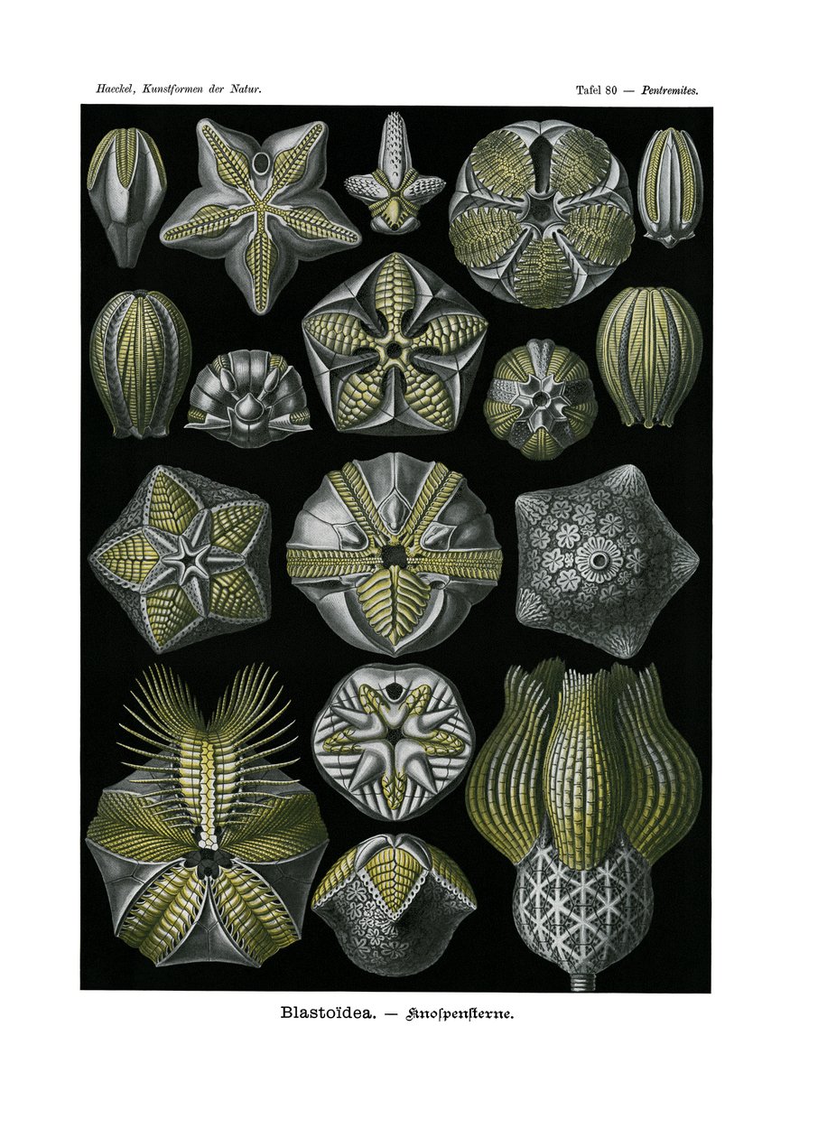 Blastoidea von German School