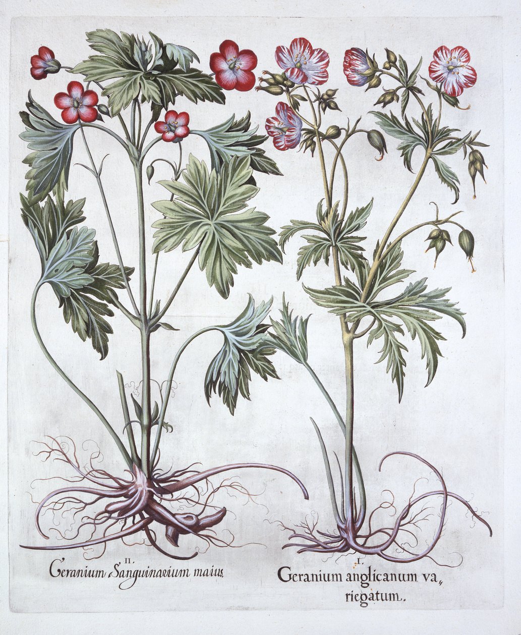 Blutroter Storchschnabel und Großer Storchschnabel, aus Hortus Eystettensis, von Basil Besler, veröffentlicht 1613 von German School