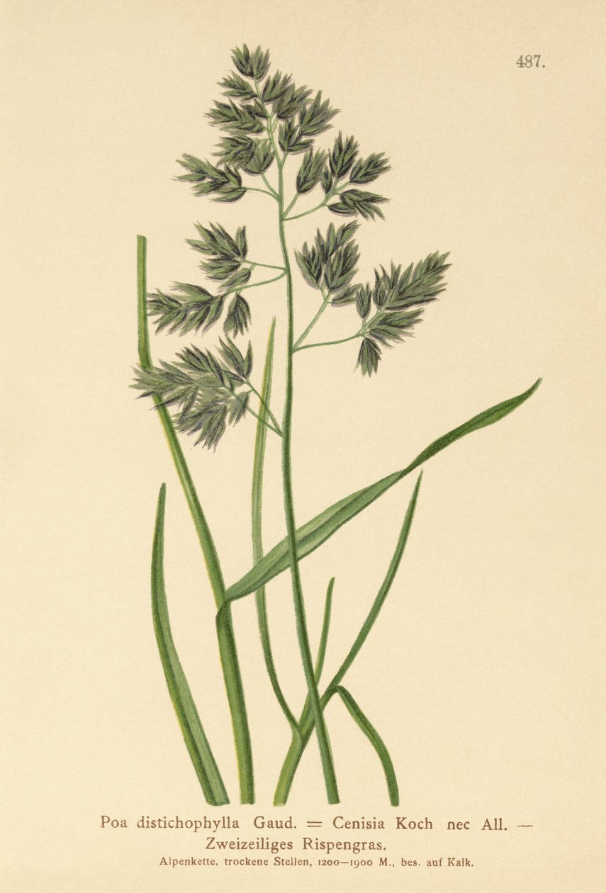 Rispengras (Poa distichophylla, Poa Cenisia, Poa contracta, Poa fontqueri, Poa oreophila, Poa psychrophila) von German School