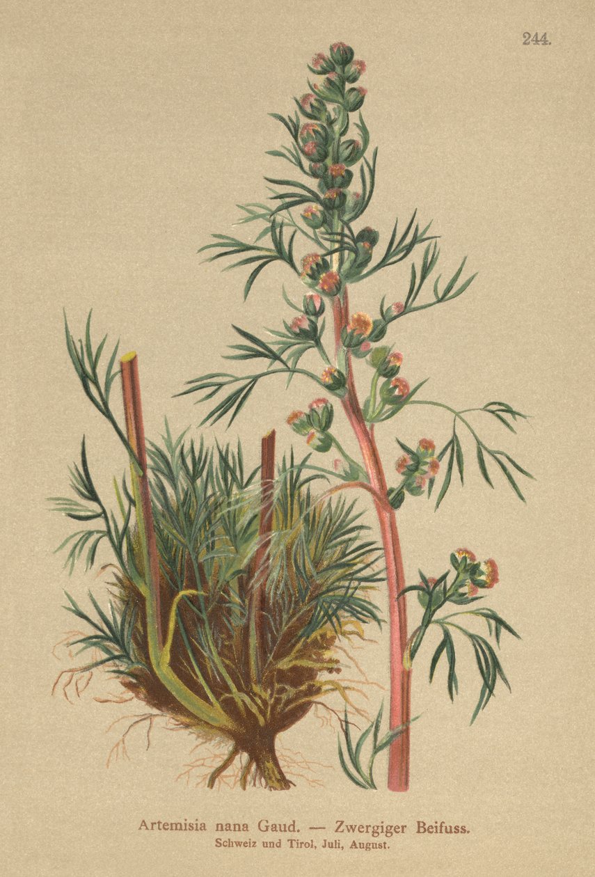 Borealer Wermut (Artemisia nana, Artemisia borealis) von German School