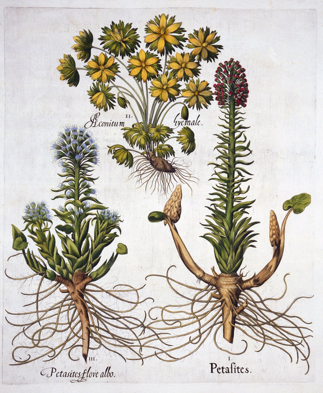 Pestwurz und Winterling, aus Hortus Eystettensis, von Basil Besler, veröffentlicht 1613 von German School