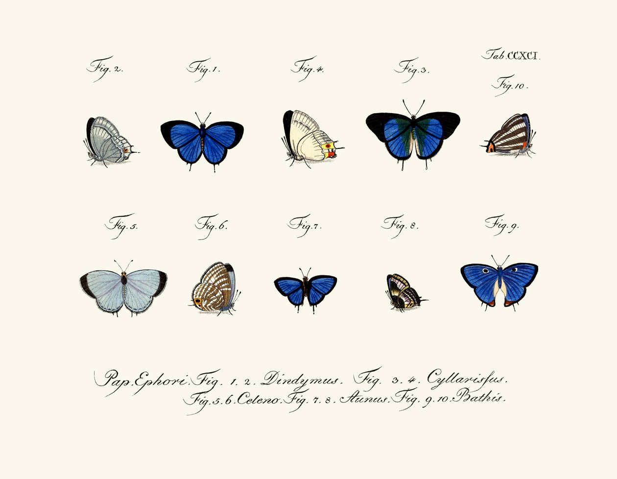 Schmetterlinge von German School
