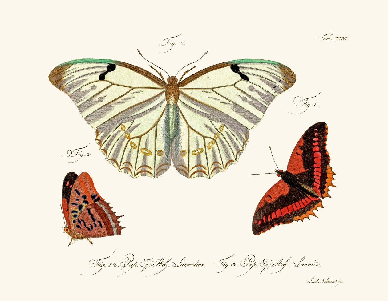 Schmetterlinge von German School