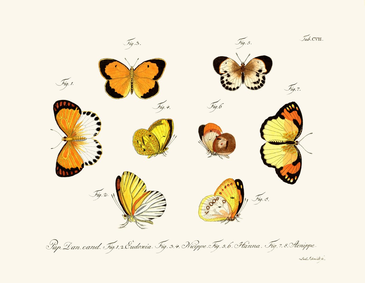 Schmetterlinge von German School
