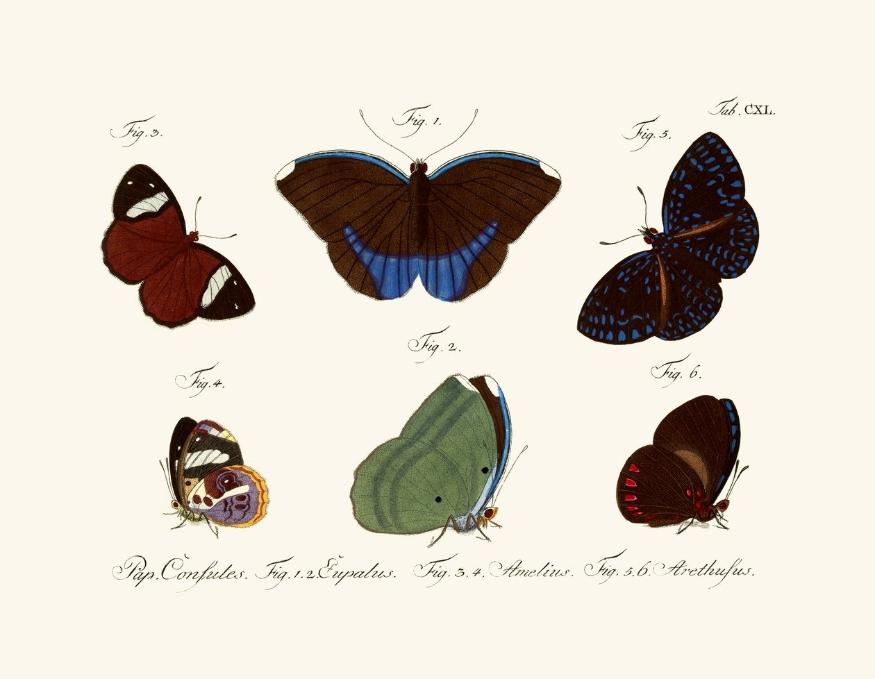 Schmetterlinge von German School