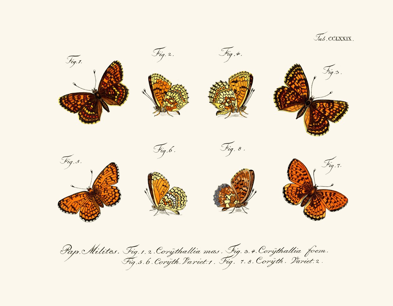 Schmetterlinge von German School