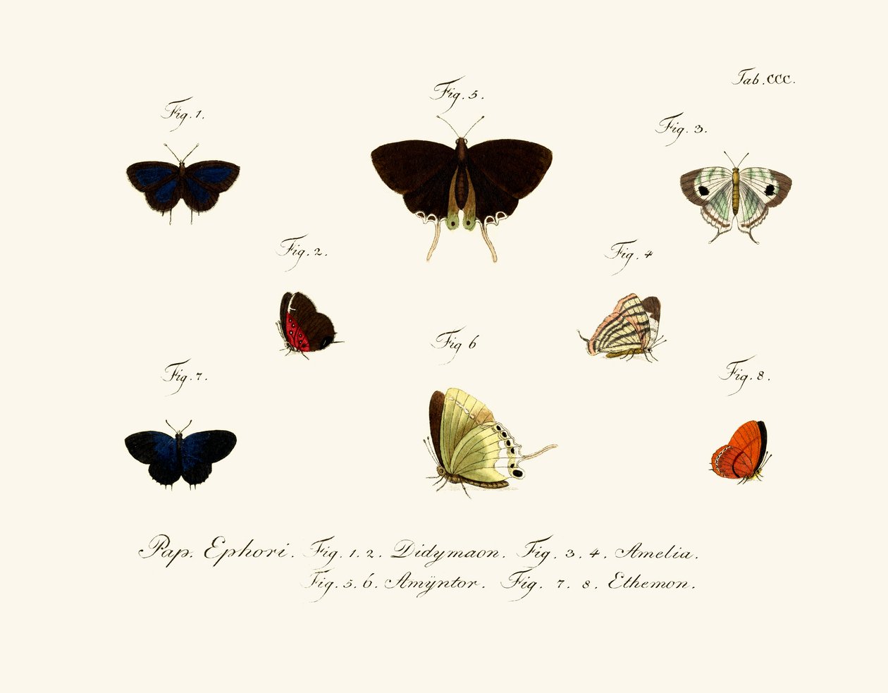 Schmetterlinge von German School