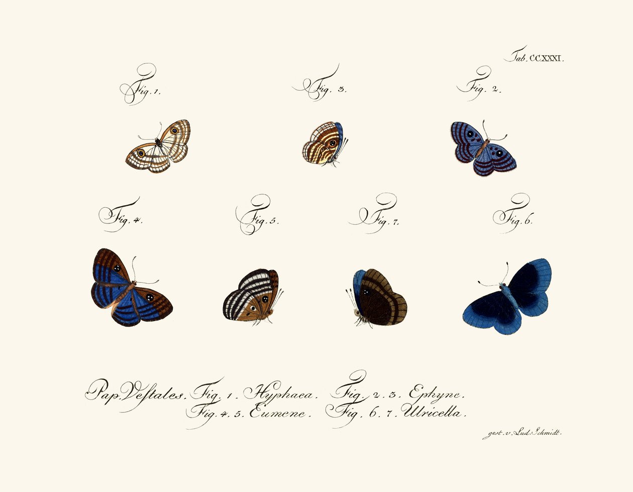 Schmetterlinge von German School