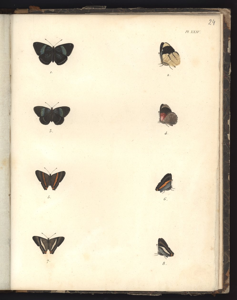 Schmetterlinge, Pl. XXIV, Illustration aus Recueil d