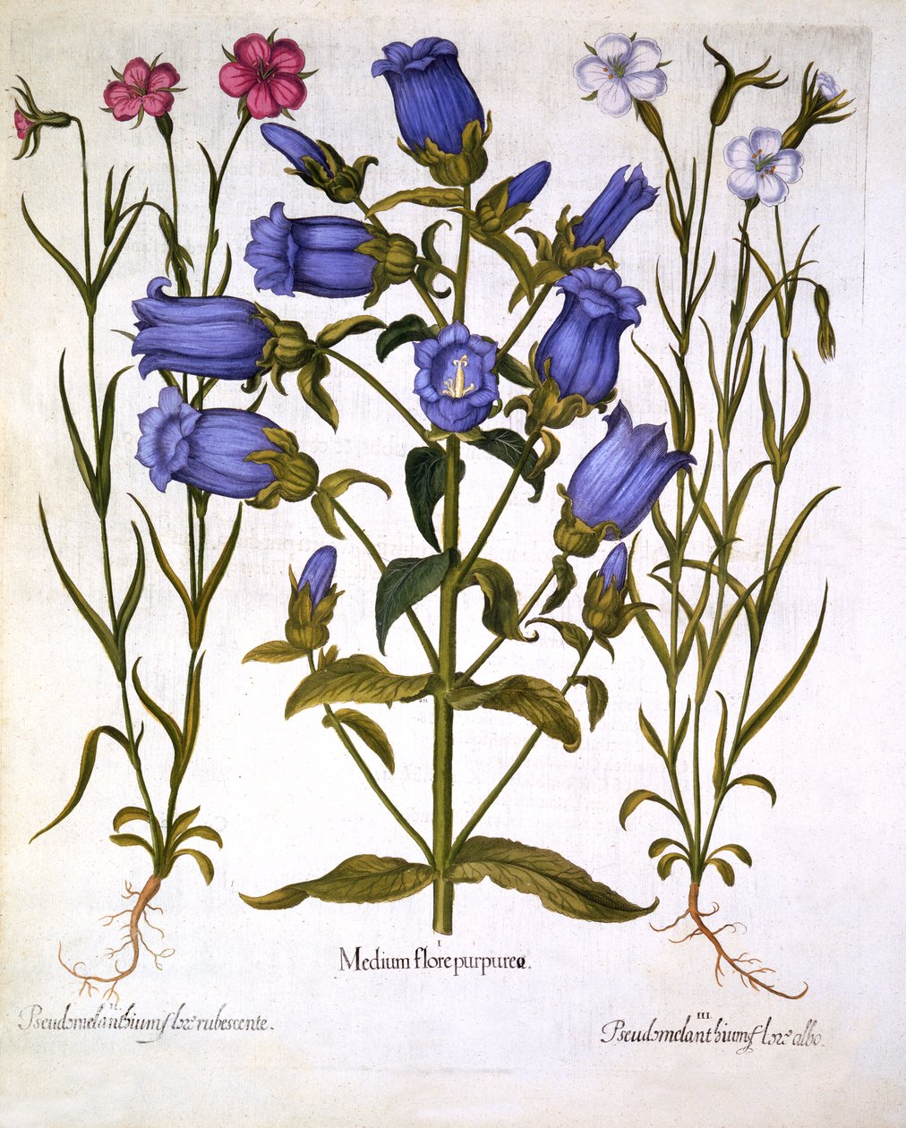 Marienglocken und Kornraden, aus Hortus Eystettensis, von Basil Besler, veröffentlicht 1613 von German School
