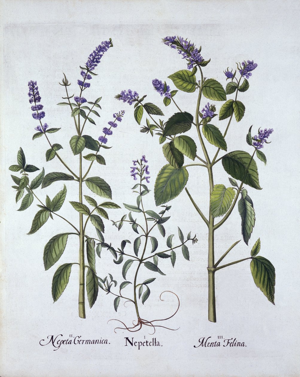 Katzenminze und Katzenkraut, aus Hortus Eystettensis, von Basil Besler (1561-1629), veröffentlicht 1613 von German School
