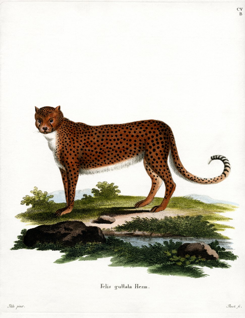 Gepard von German School