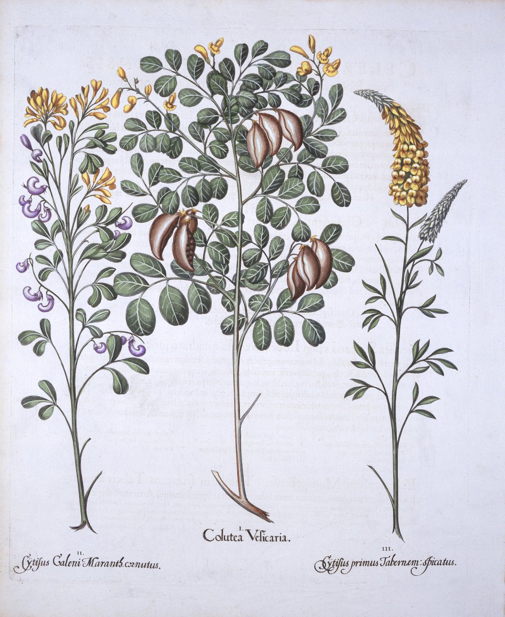 Blasenstrauch und Zytisus-Arten, aus Hortus Eystettensis, von Basil Besler, 1613 von German School