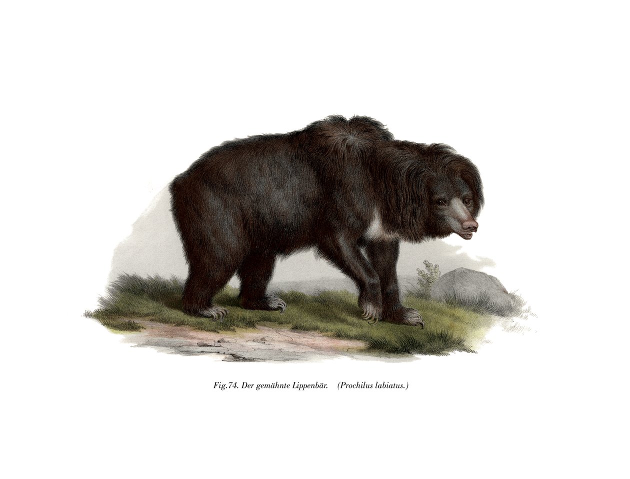 Indischer Lippenbär, 1860 von German School