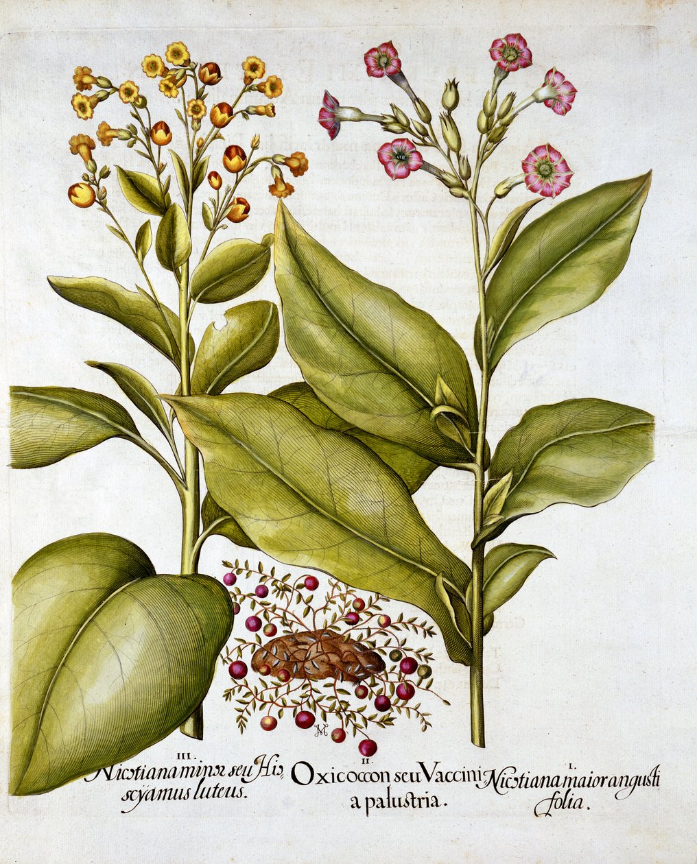 Preiselbeere und Blühender Tabak, aus Hortus Eystettensis, von Basil Besler, veröffentlicht 1613 von German School