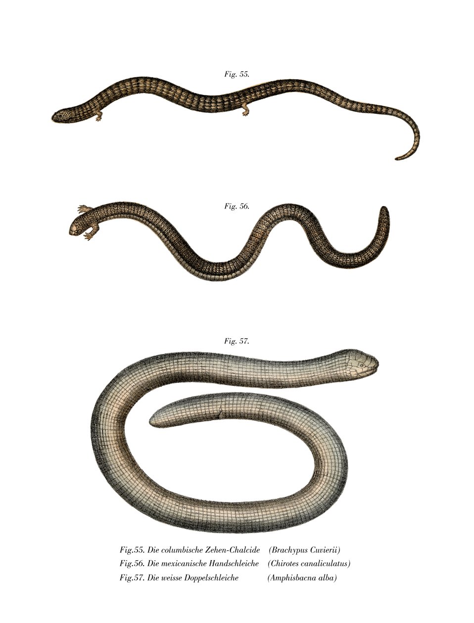 Cuviers Bachia (Farblithografie) von German School