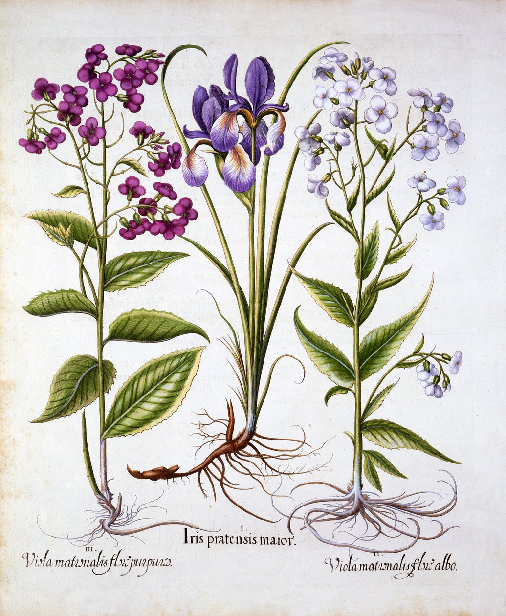 Nachtviole und Feldiris, aus Hortus Eystettensis, von Basil Besler, 1613 von German School