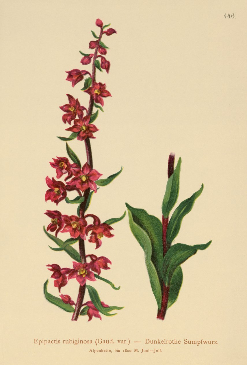 Dunkelrote Stendelwurz von German School