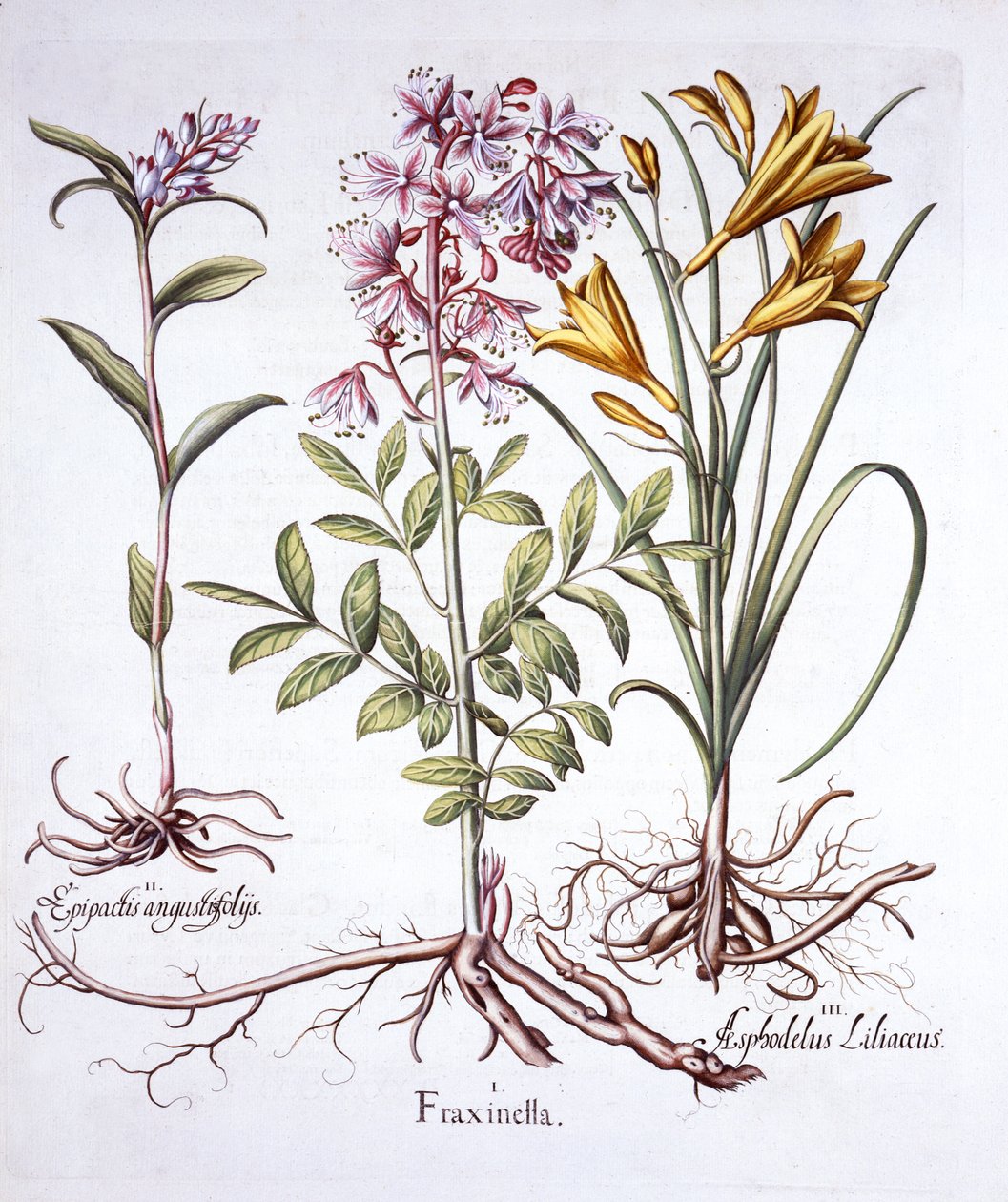 Diptam, Weißes Waldvöglein und Gelbe Taglilie, aus Hortus Eystettensis, von Basil Besler, 1613 von German School