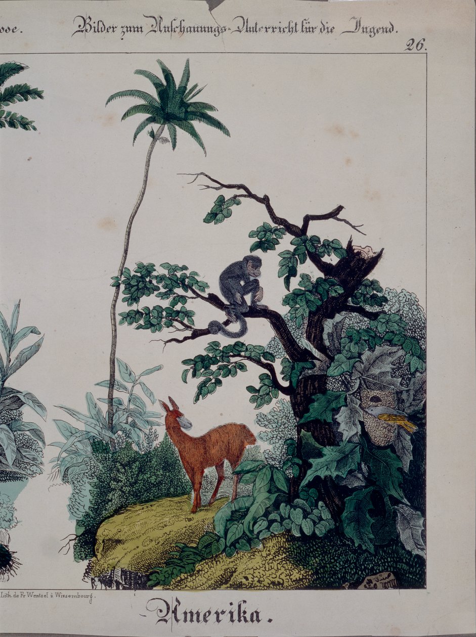 Bildungsposter mit Flora und Fauna Südamerikas, rechte Seite, veröffentlicht von F. Wentzel, Weißenburg, 1840 von German School